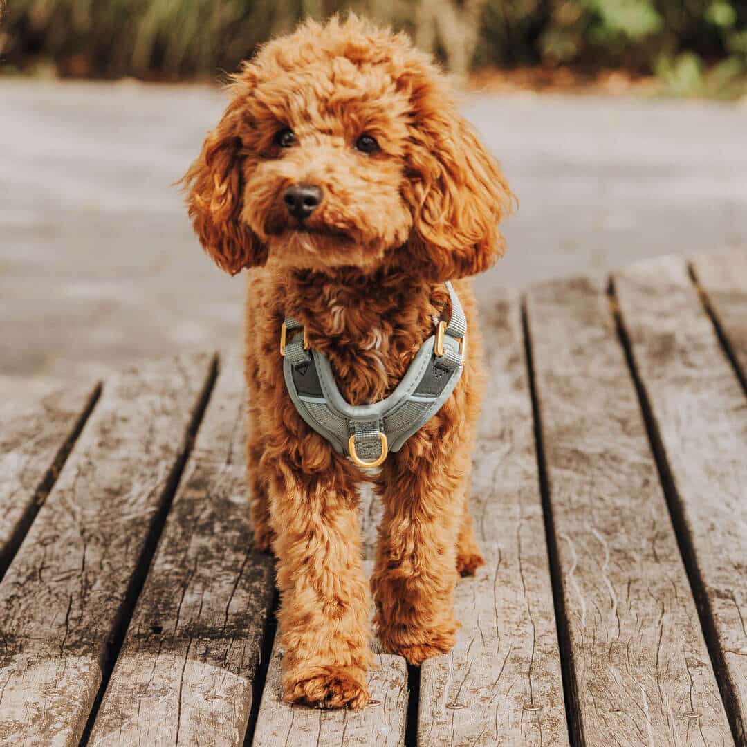 Hundegeschirr Gepolstert Anthrazit/Eisblau