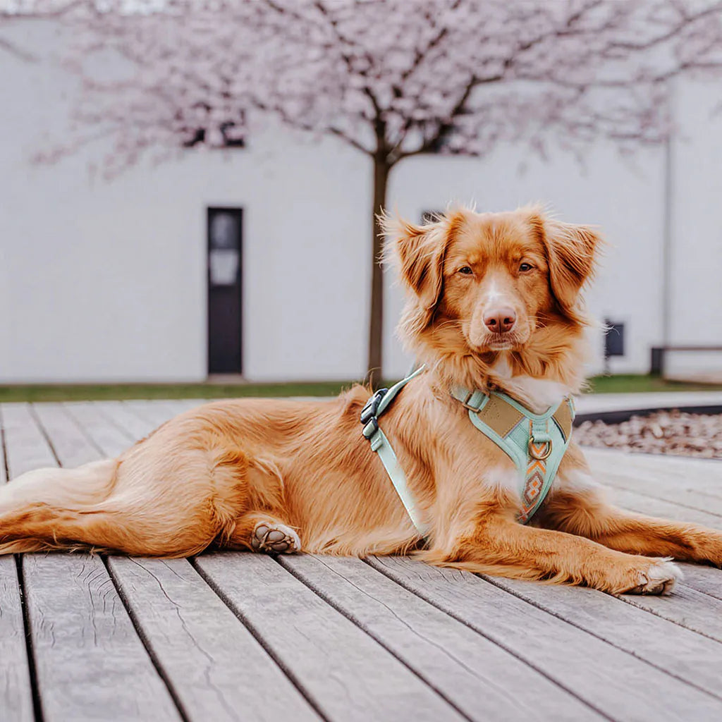 Hundegeschirr Gepolstert Mint/Orange