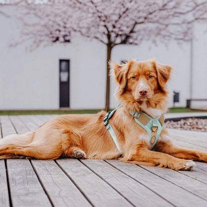 Hundegeschirr Gepolstert Mint/Orange