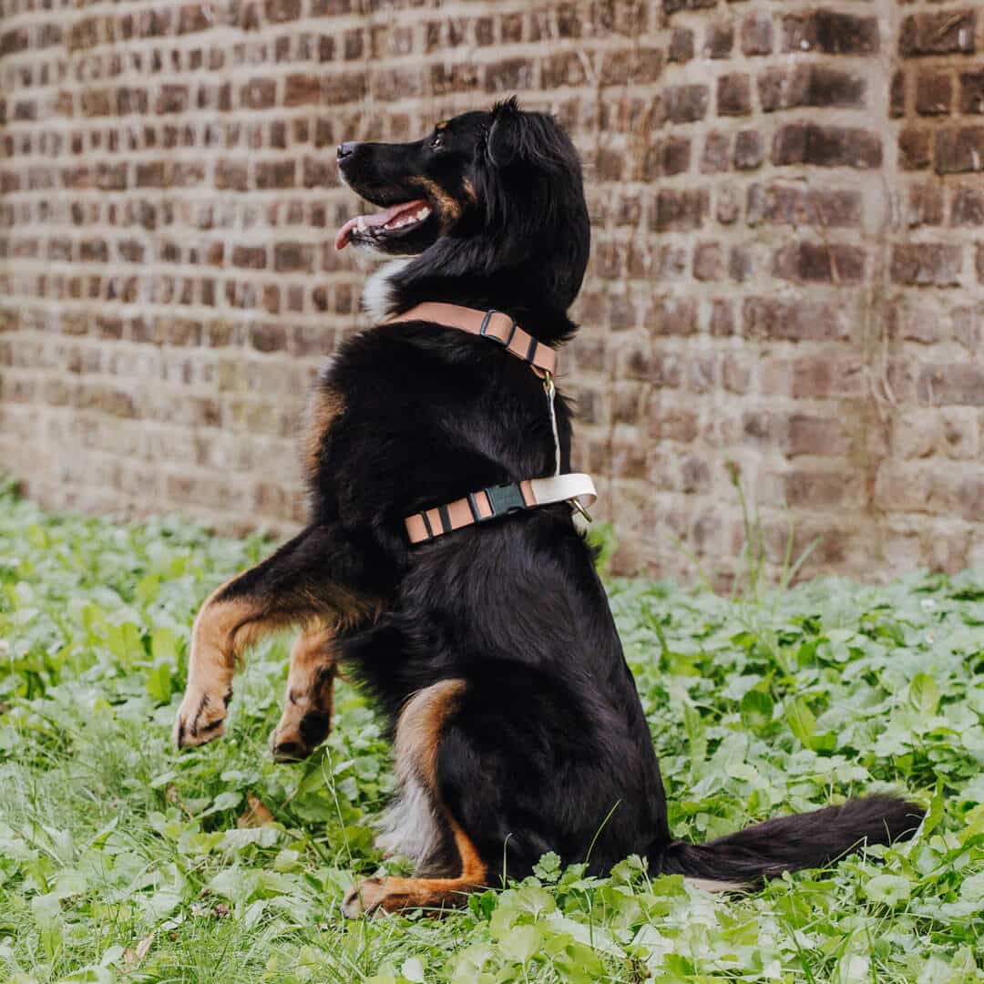 Hundegeschirr Outdoor Flex mit Haltegriff Mocca/Mousse
