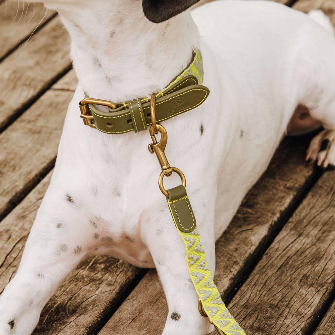 Hundehalsband Gepolstert Olivegrün/Neongelb