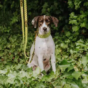 Hundehalsband Gepolstert Olivegrün/Neongelb