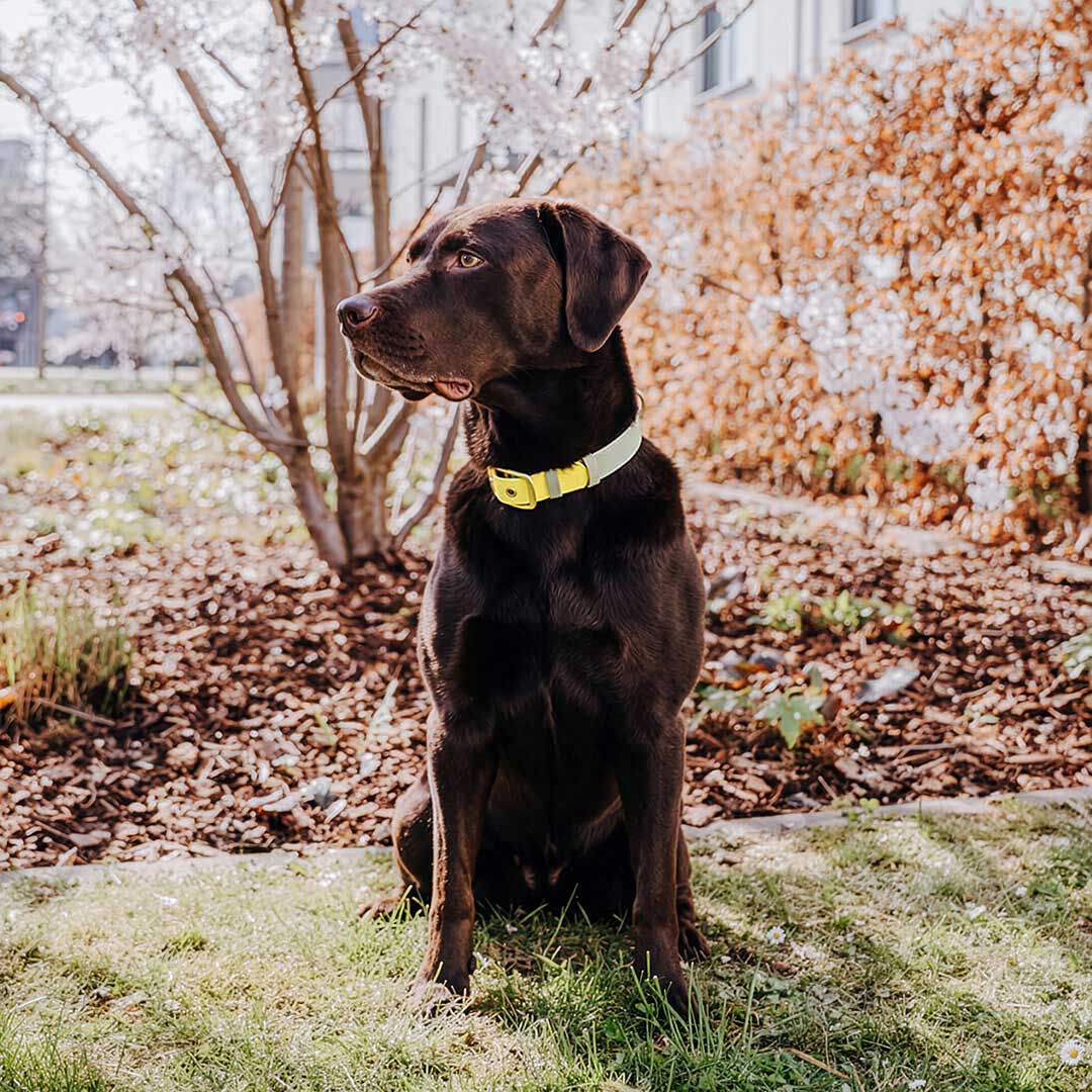 Hundehalsband Outdoor Flex Lemon/Seagrass