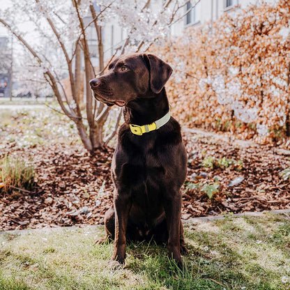 Hundehalsband Outdoor Flex Lemon/Seagrass