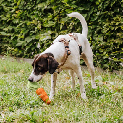 Hundespielzeug Carotty