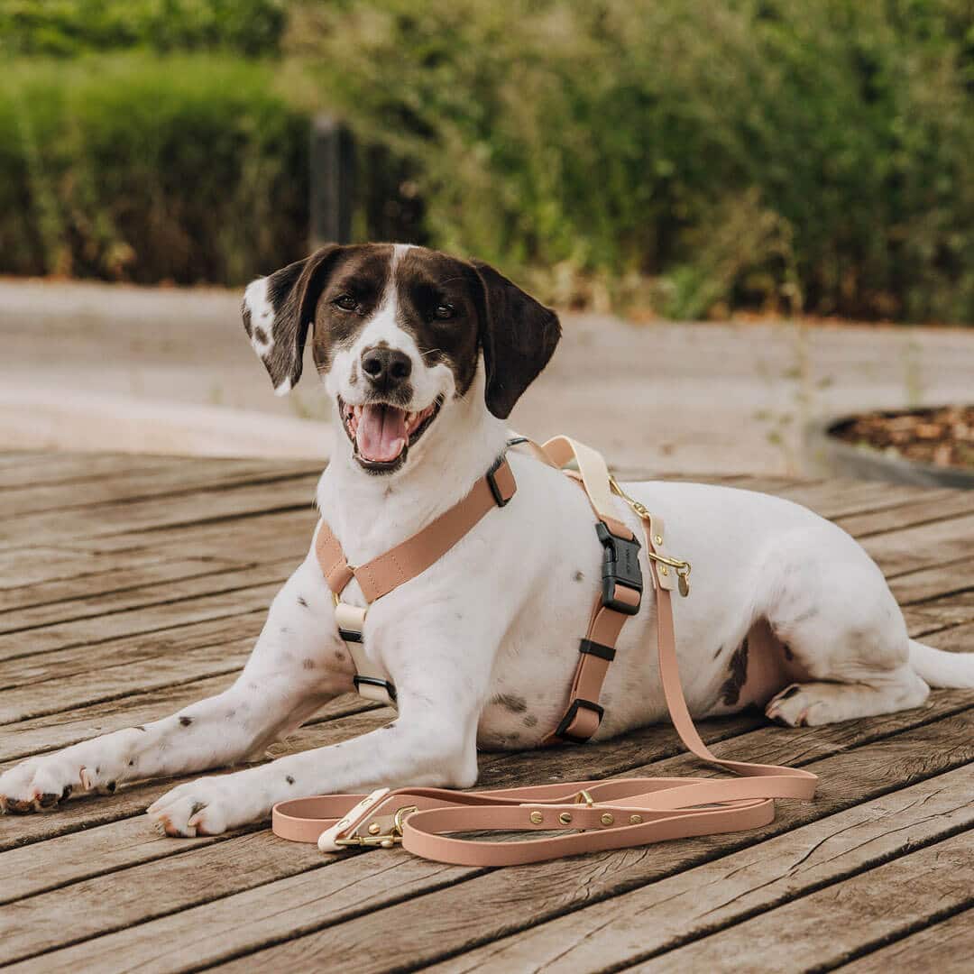 Hundegeschirr Outdoor Flex mit Haltegriff Mocca/Mousse
