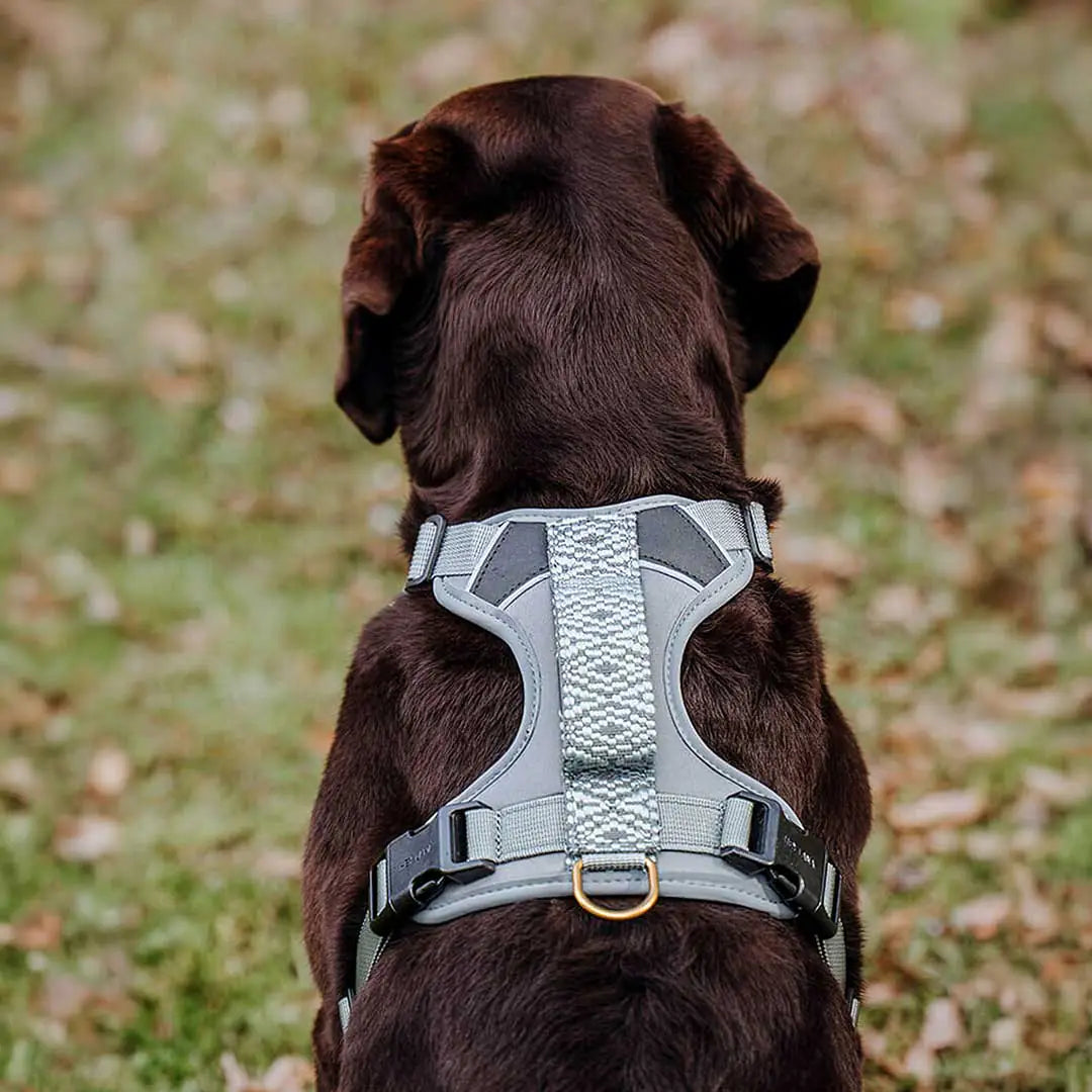 Hundegeschirr Gepolstert Anthrazit/Eisblau – Dogs Collective