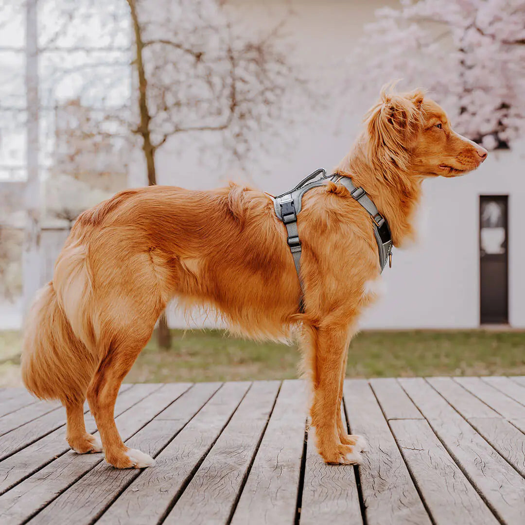 Hundegeschirr Gepolstert Anthrazit/Eisblau