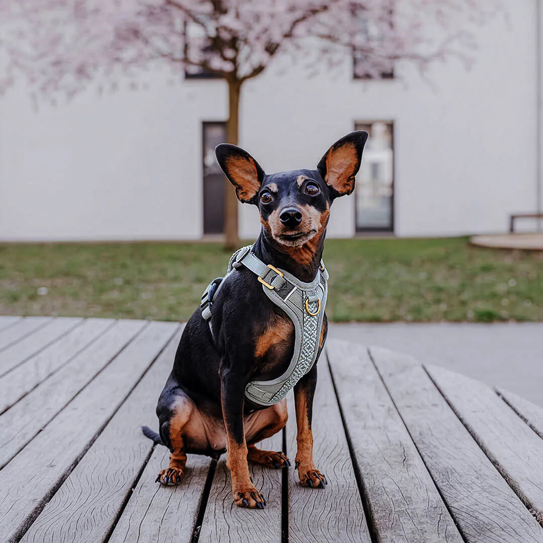 Hundegeschirr Gepolstert Anthrazit/Eisblau