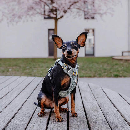 Hundegeschirr Gepolstert Anthrazit/Eisblau