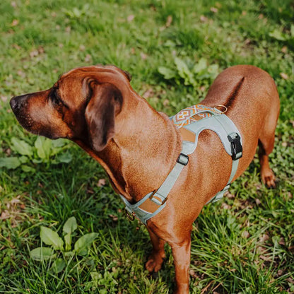 Hundegeschirr Gepolstert Mint/Orange