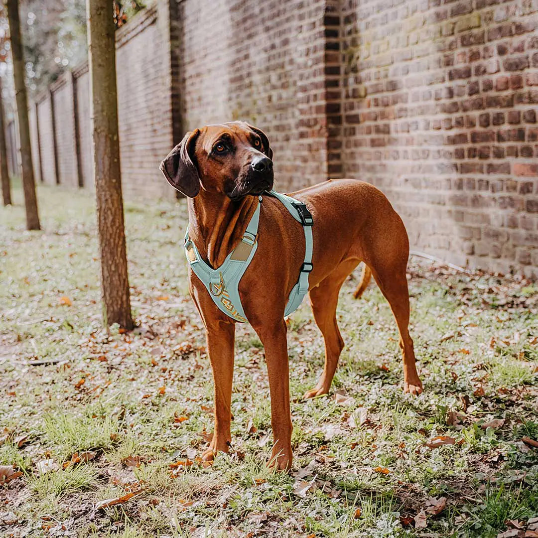 Hundegeschirr Gepolstert Mint/Orange