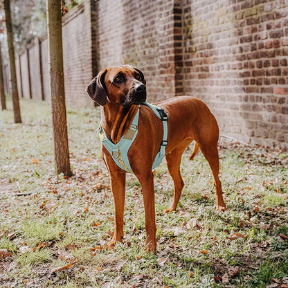 Hundegeschirr Gepolstert Mint/Orange