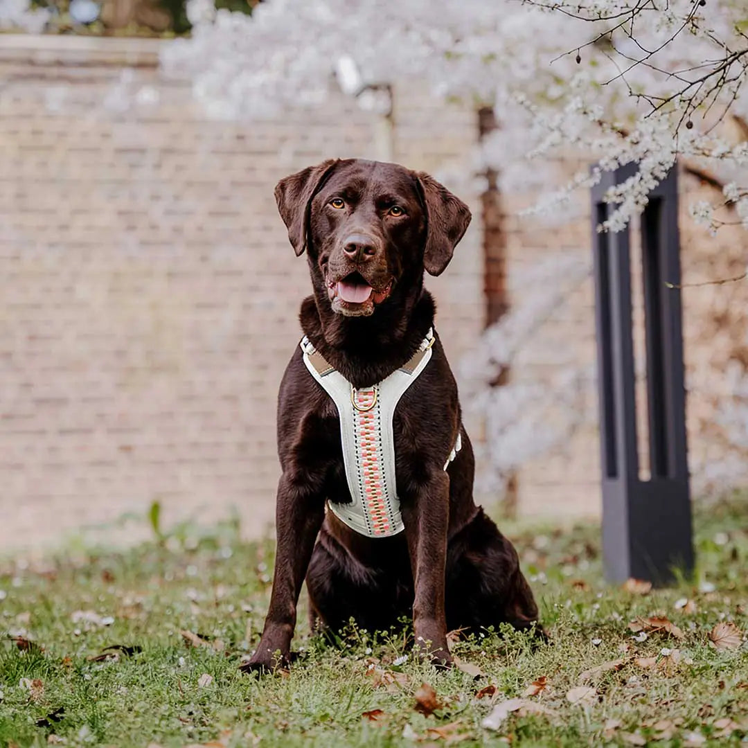 Hundegeschirr Gepolstert Pink/Beige