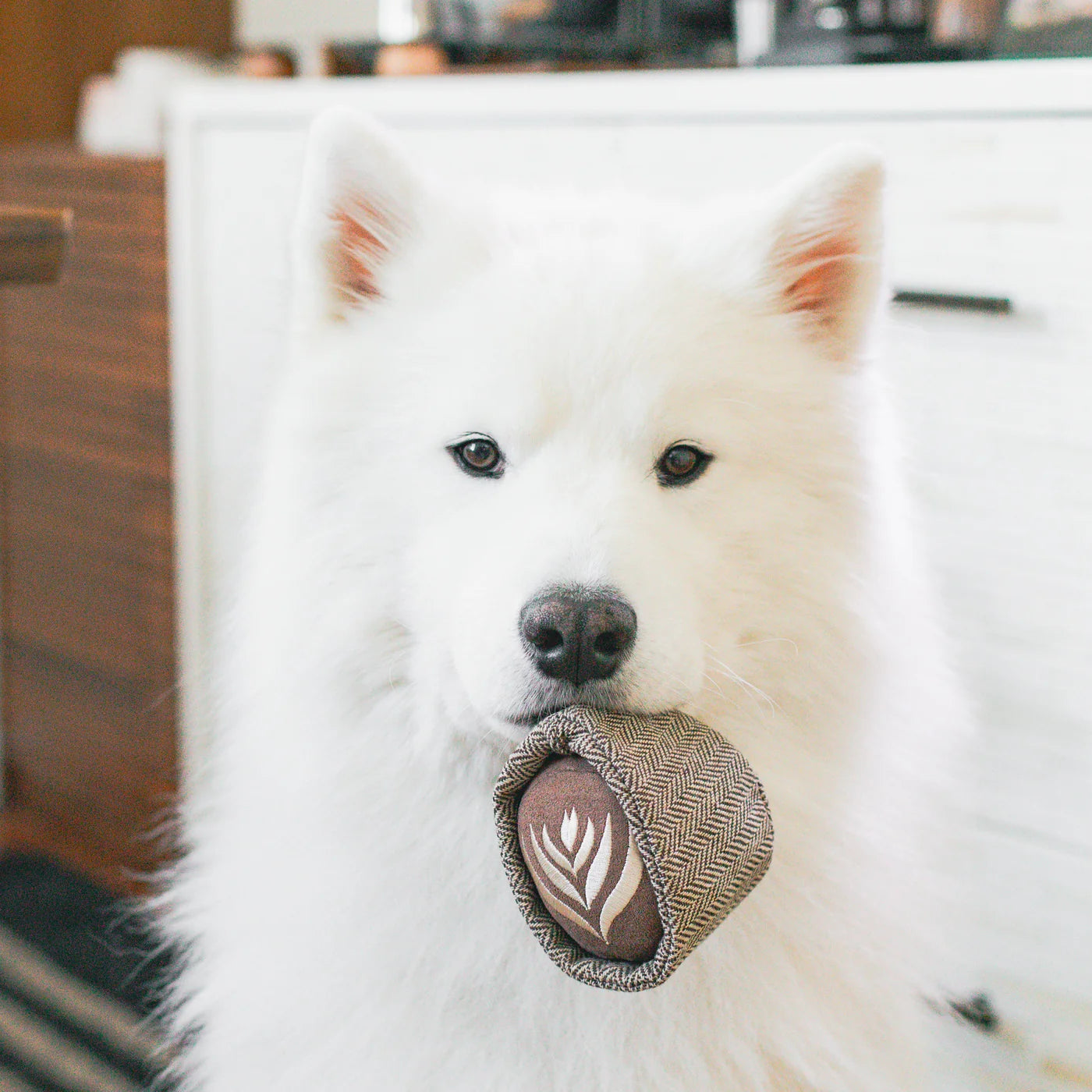 Hundespielzeug Latte POP