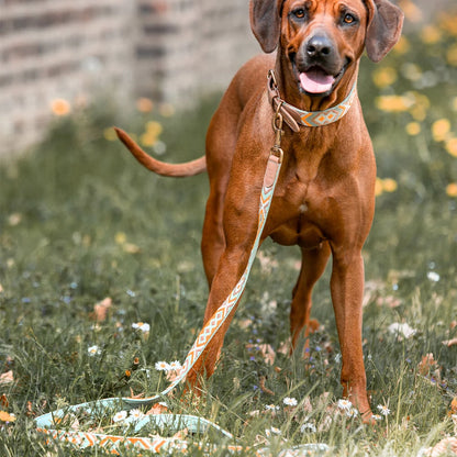 Hundehalsband Gepolstert Mint/Orange