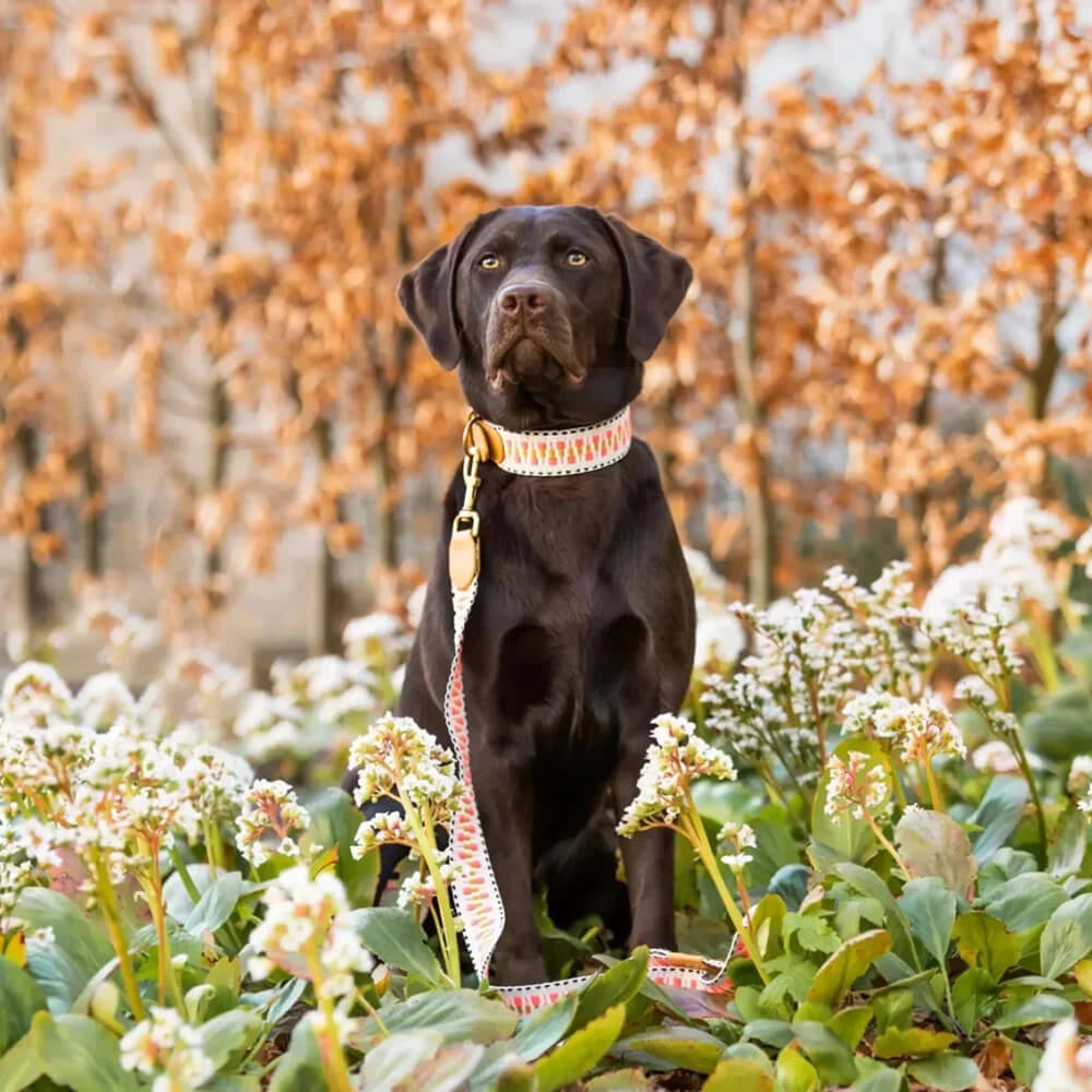 Hundehalsband Gepolstert Pink/Beige