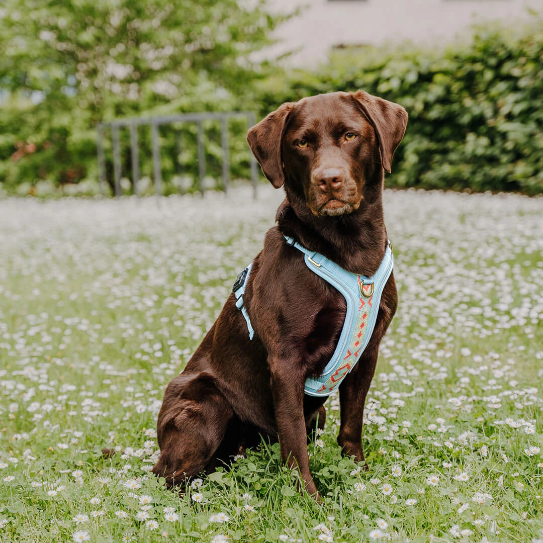 Hundegeschirr Gepolstert Coral/Blau