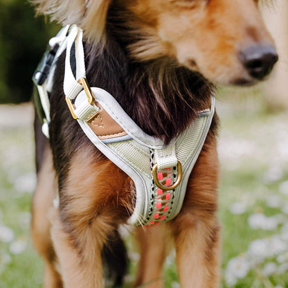 Hundegeschirr Gepolstert Pink/Beige