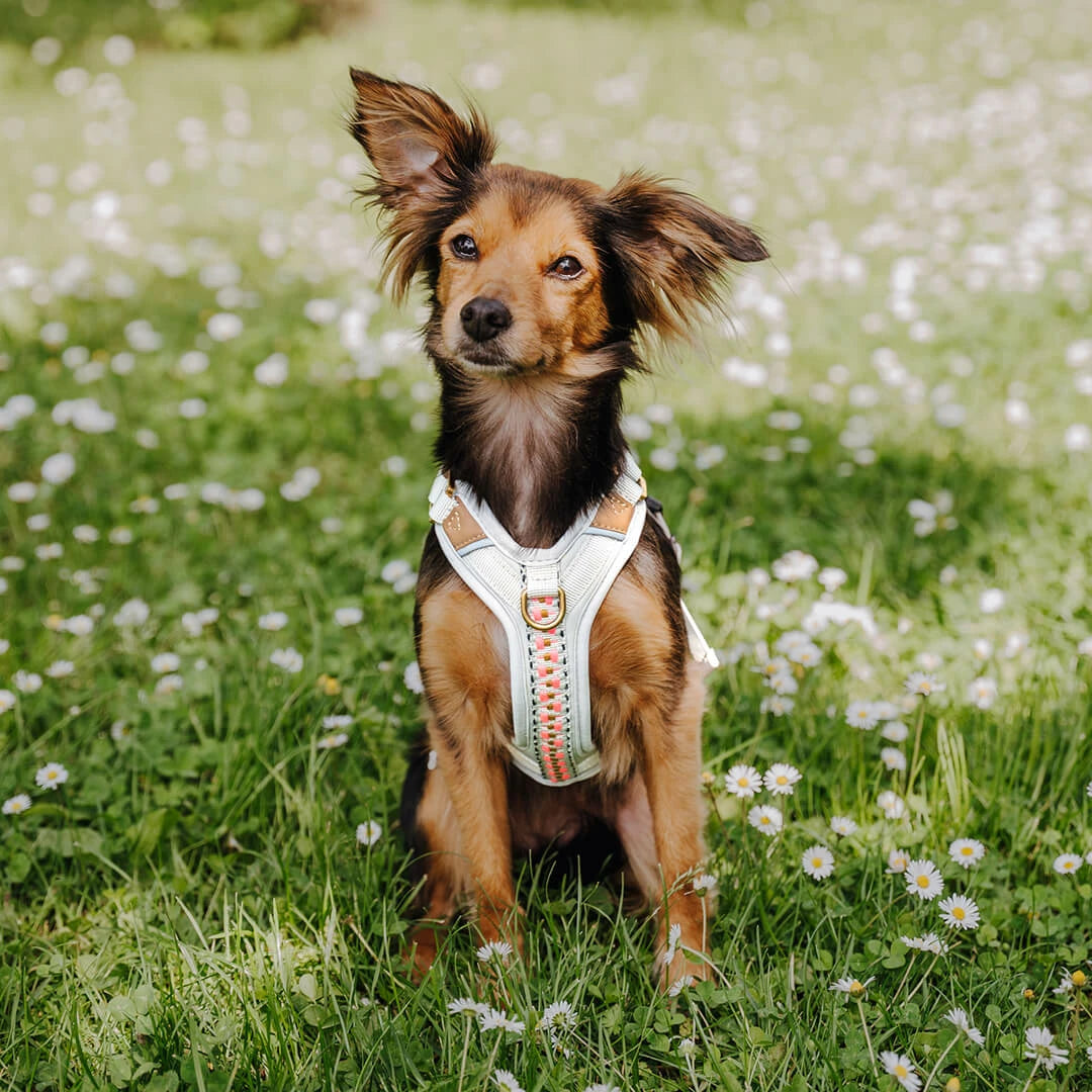 Hundegeschirr Gepolstert Pink/Beige