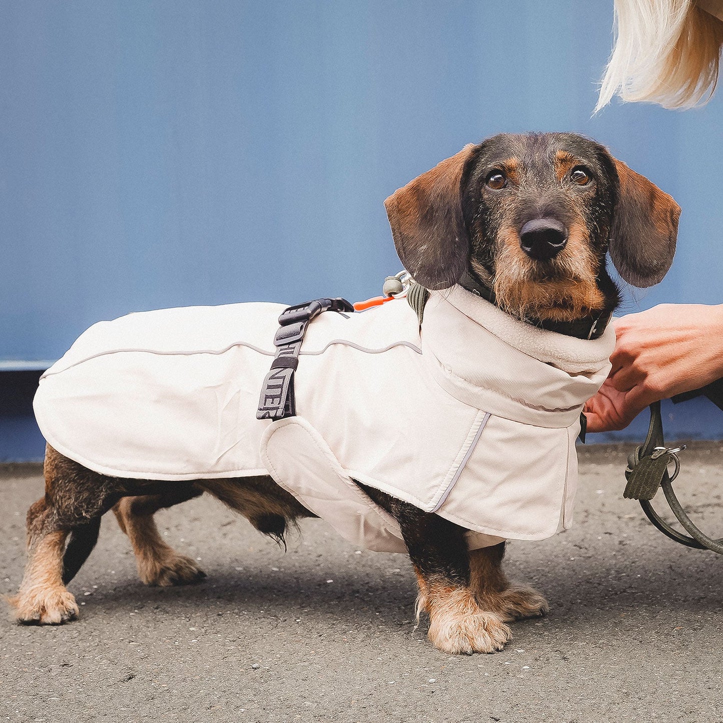 HUNTER Hundemantel Nordby Dackel Creme – Trageansicht 1