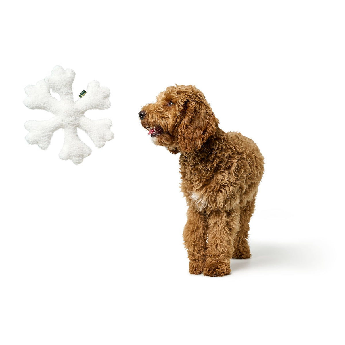 HUNTER Sitka Schneeflocke – weiße Schneeflocke, beim Spielen mit Hund