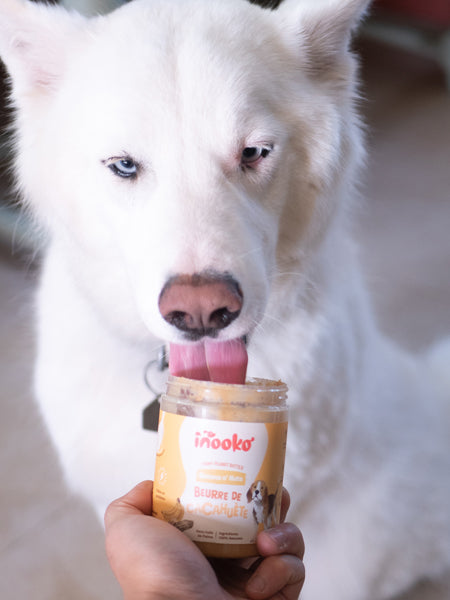 INOOKO Erdnussbutter Banana N’ Nuts, 300 g – Hund beim Schlecken