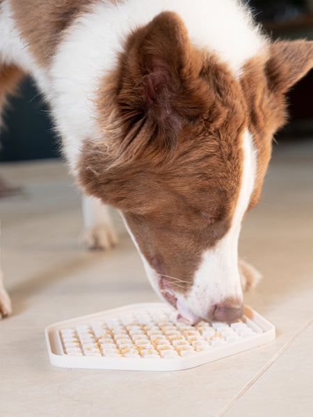 INOOKO Erdnussbutter Completely Nuts – Hund an einer befüllten Schleckmatte