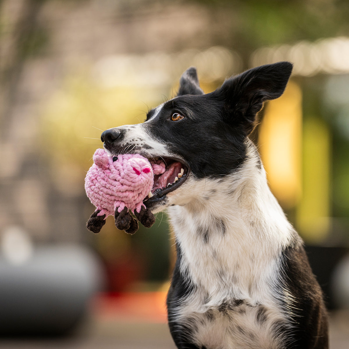 LABONI Piggy Pig – Hund trägt das rosa Baumwollspielzeug im Maul