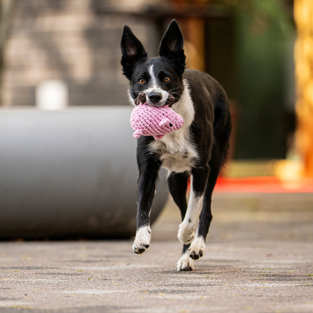 LABONI Piggy Pig – Hund beim Apportieren des Schweinchen-Spielzeugs