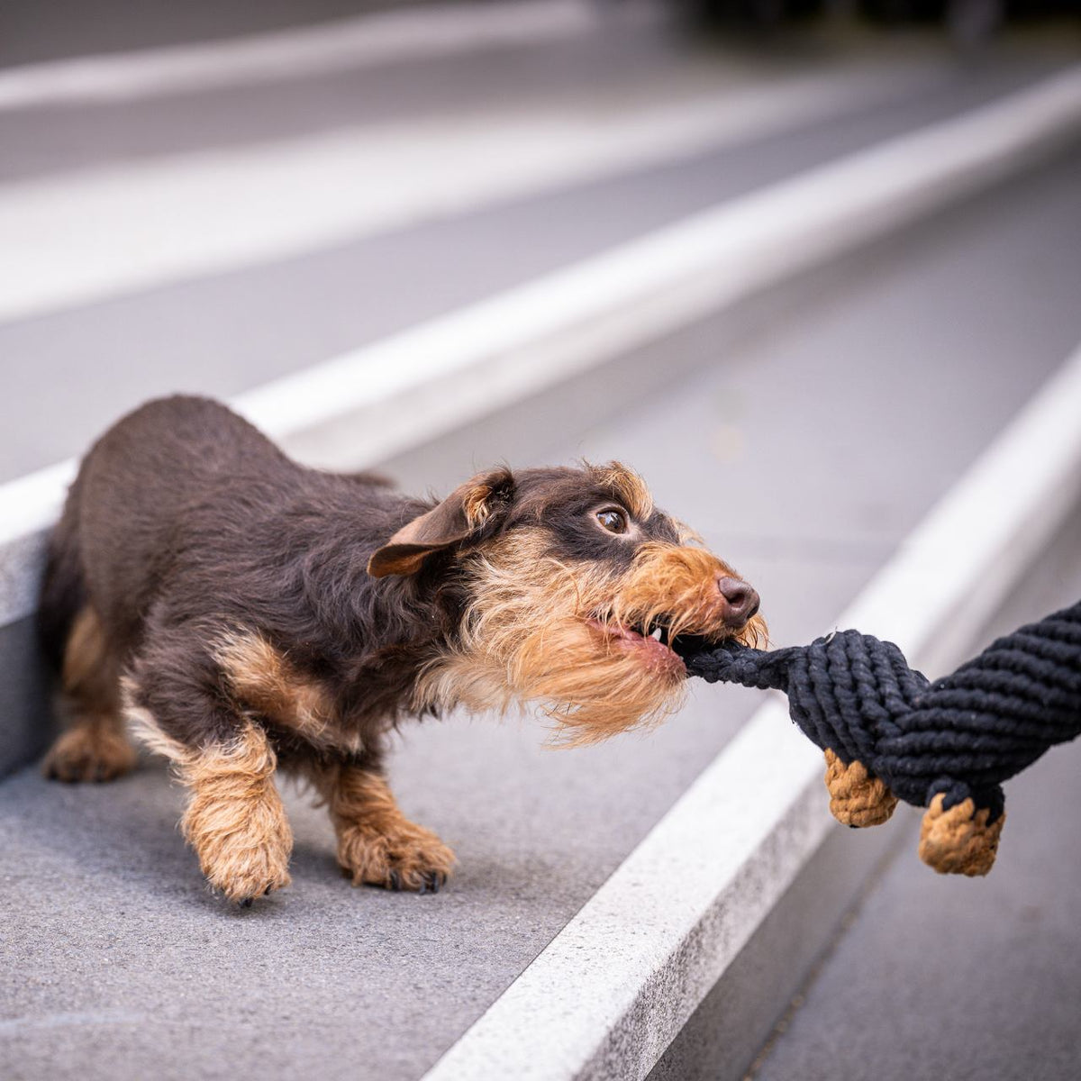 LABONI Tilda Teckel – Hund beim gemeinsamen Zerrspiel