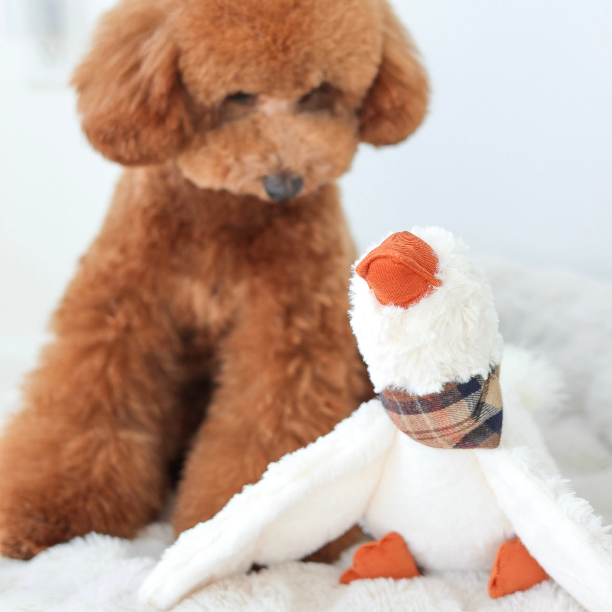 LAMBWOLF GUS – Pudel mit der sitzenden Spielzeuggans GUS