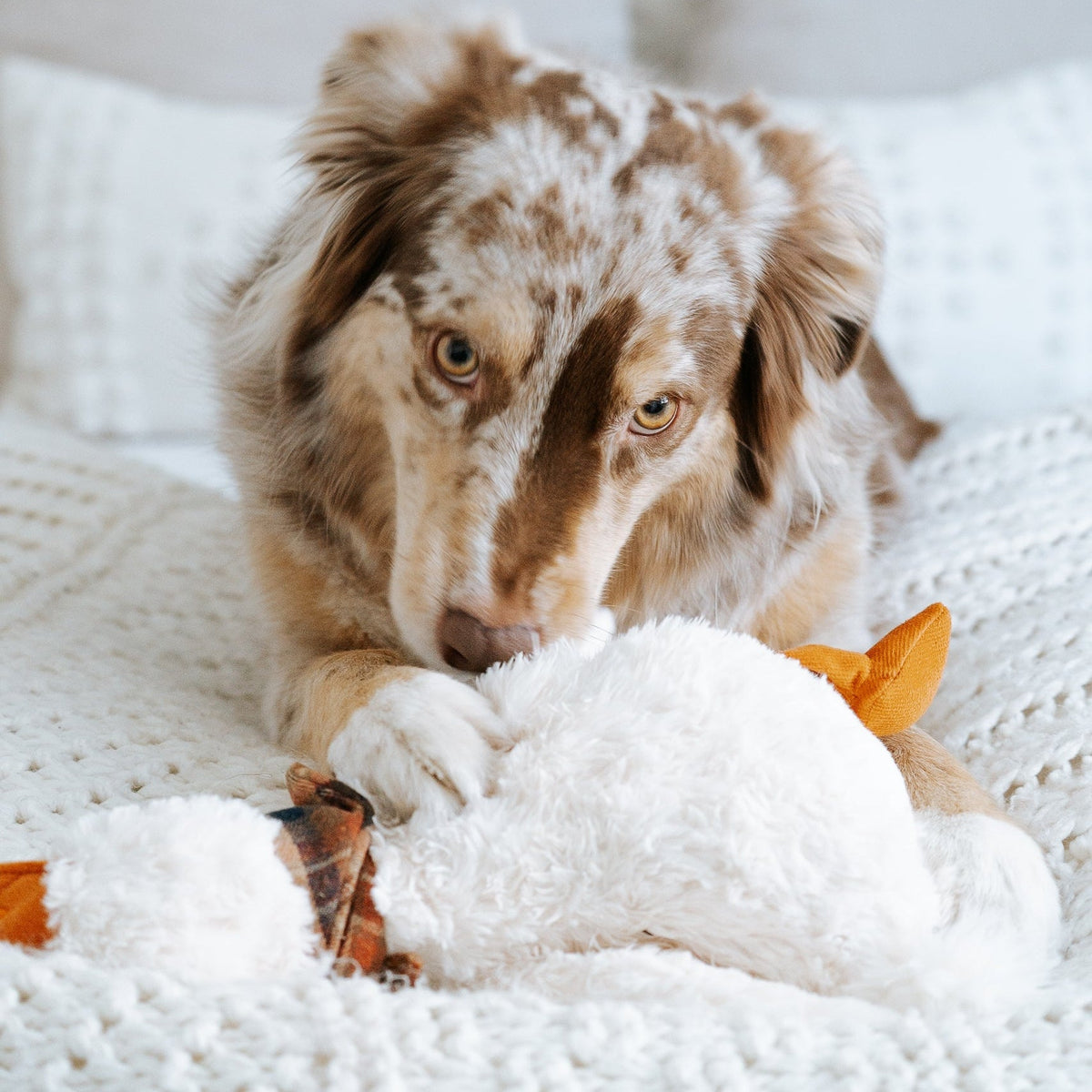 LAMBWOLF GUS – Hund mit GUS auf dem Sofa