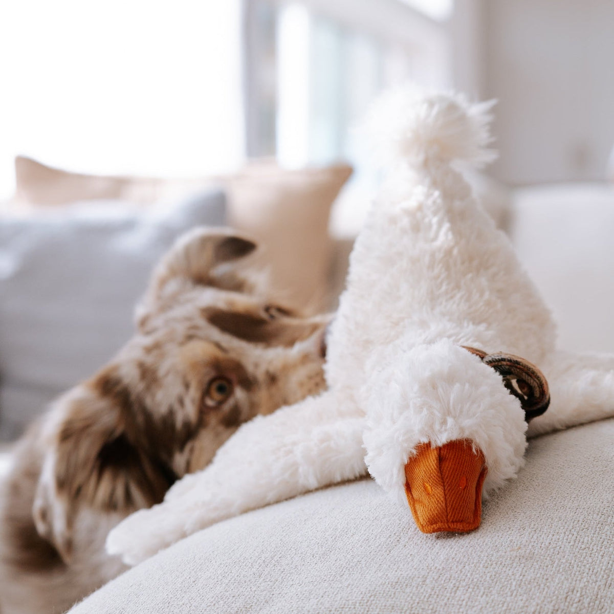 LAMBWOLF GUS – GUS Gans auf dem Sofarand neben einem Hund