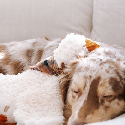 LAMBWOLF GUS – GUS und Hund beim gemeinsamen Kuscheln