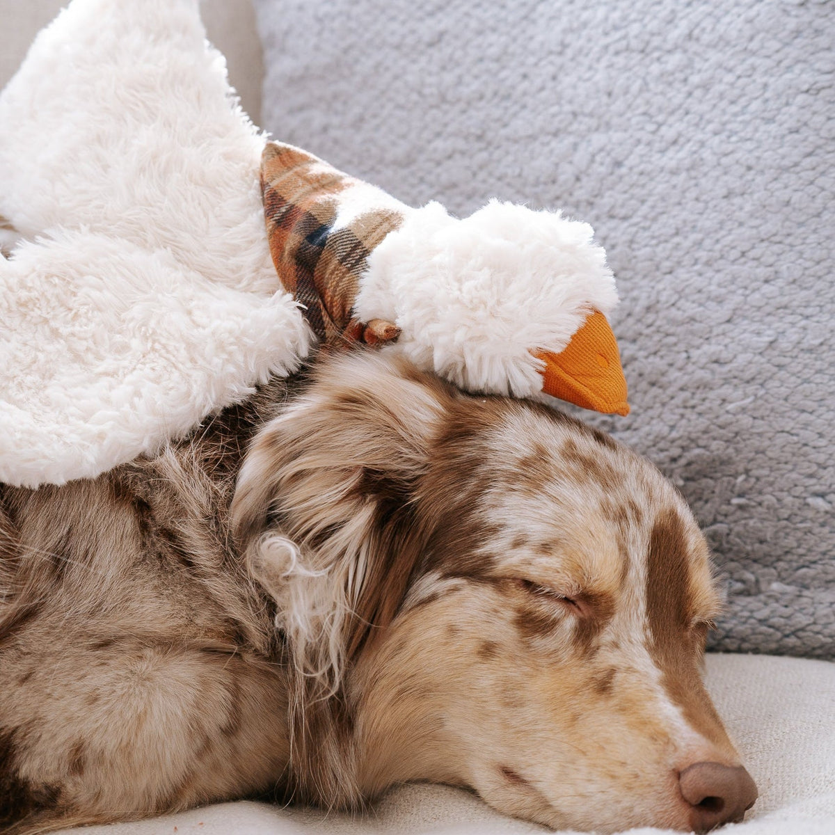 LAMBWOLF GUS – Detail von GUS neben einem ruhenden Hund