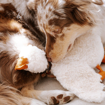 LAMBWOLF GUS – Hund erkundet die unterschiedlichen Texturen von GUS