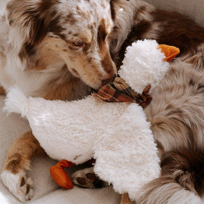 LAMBWOLF GUS – Hund spielt mit der sitzenden GUS Gans