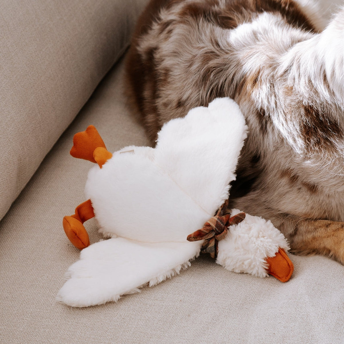 LAMBWOLF GUS – Weiche Flügel der GUS Gans neben einem Hund