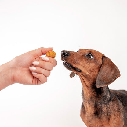 Hund erhält eine Käse-Praline als Belohnung