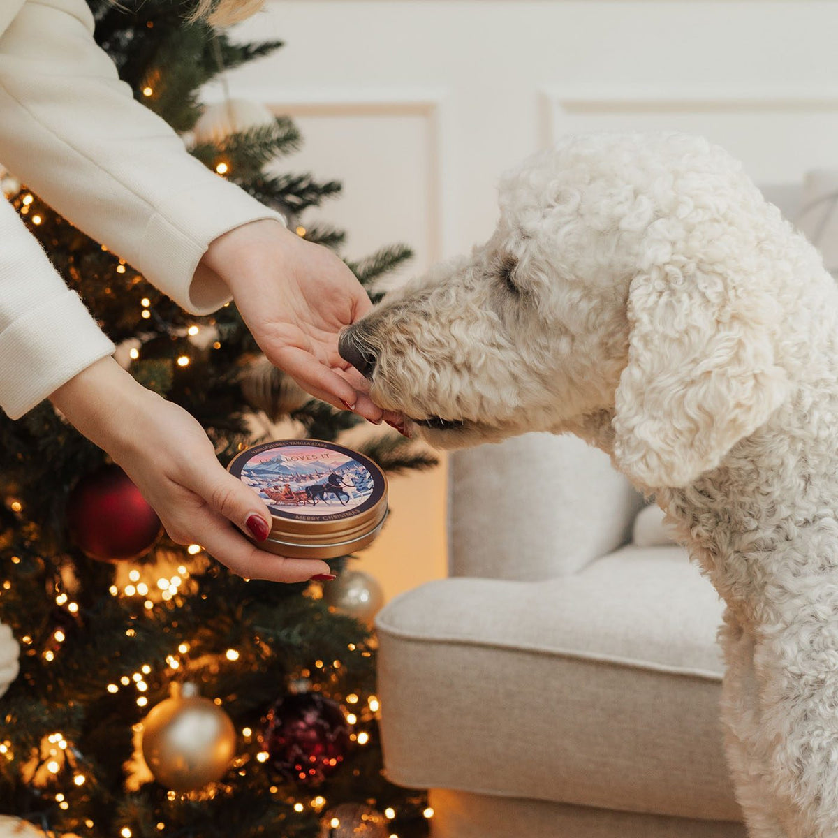 LILA LOVES IT Kokos-Vanille-Sternchen 2026 – Hund wird vor dem Weihnachtsbaum belohnt