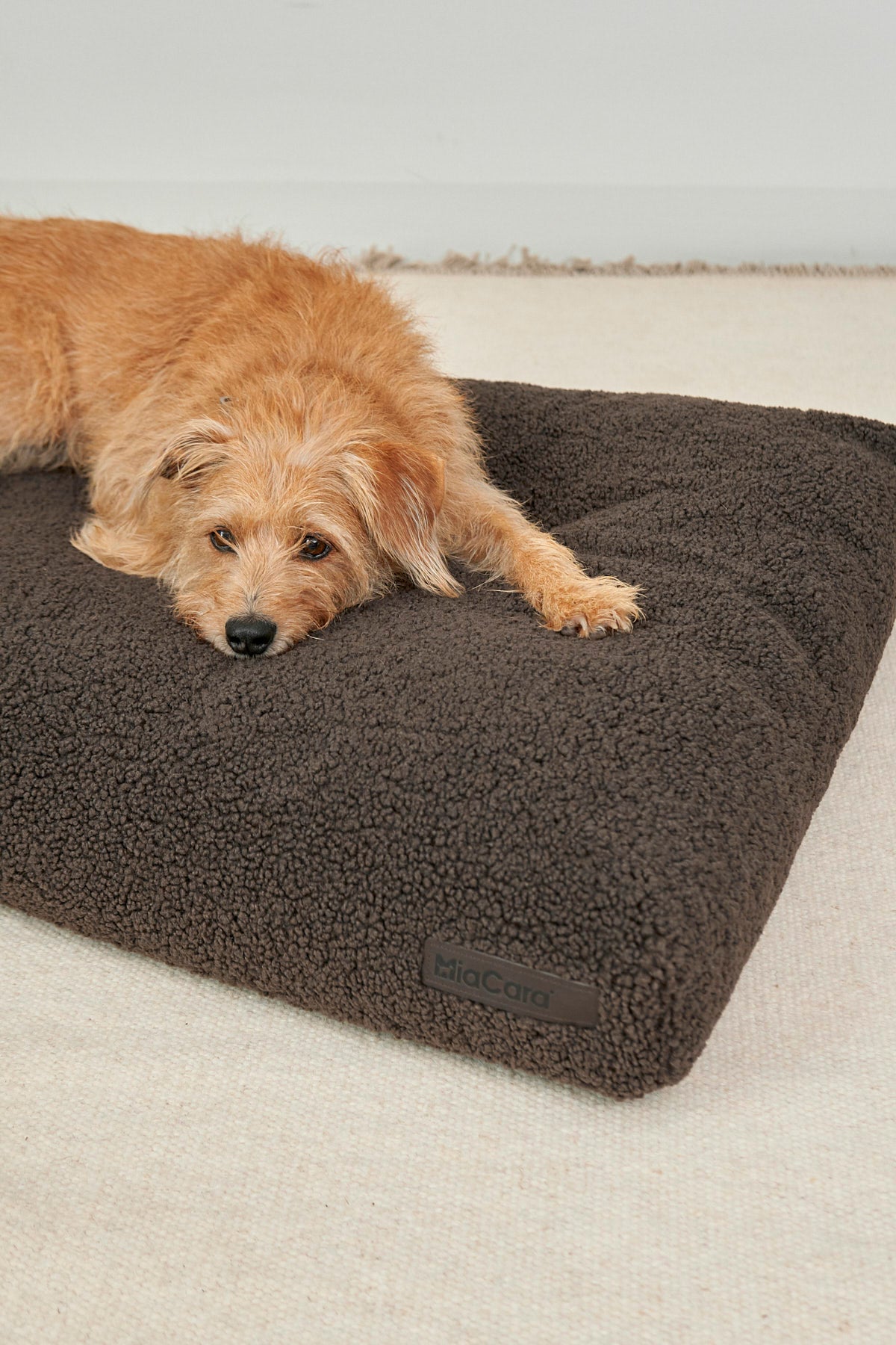 MIACARA Senso Schokolade – Detailansicht des braunen Bouclé-Hundekissens mit Hund