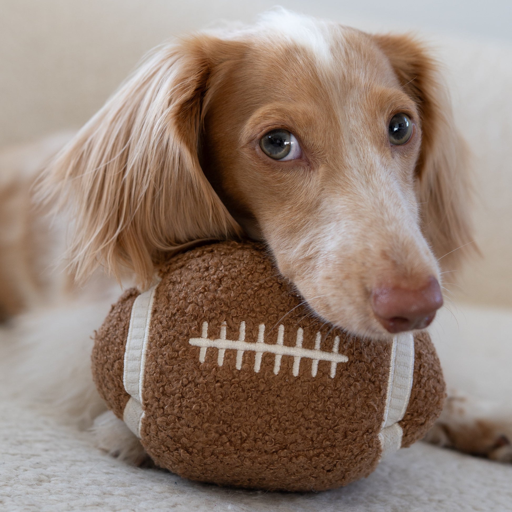 LAMBWOLF Schnüffelspielzeug Football – Dackel apportiert Football