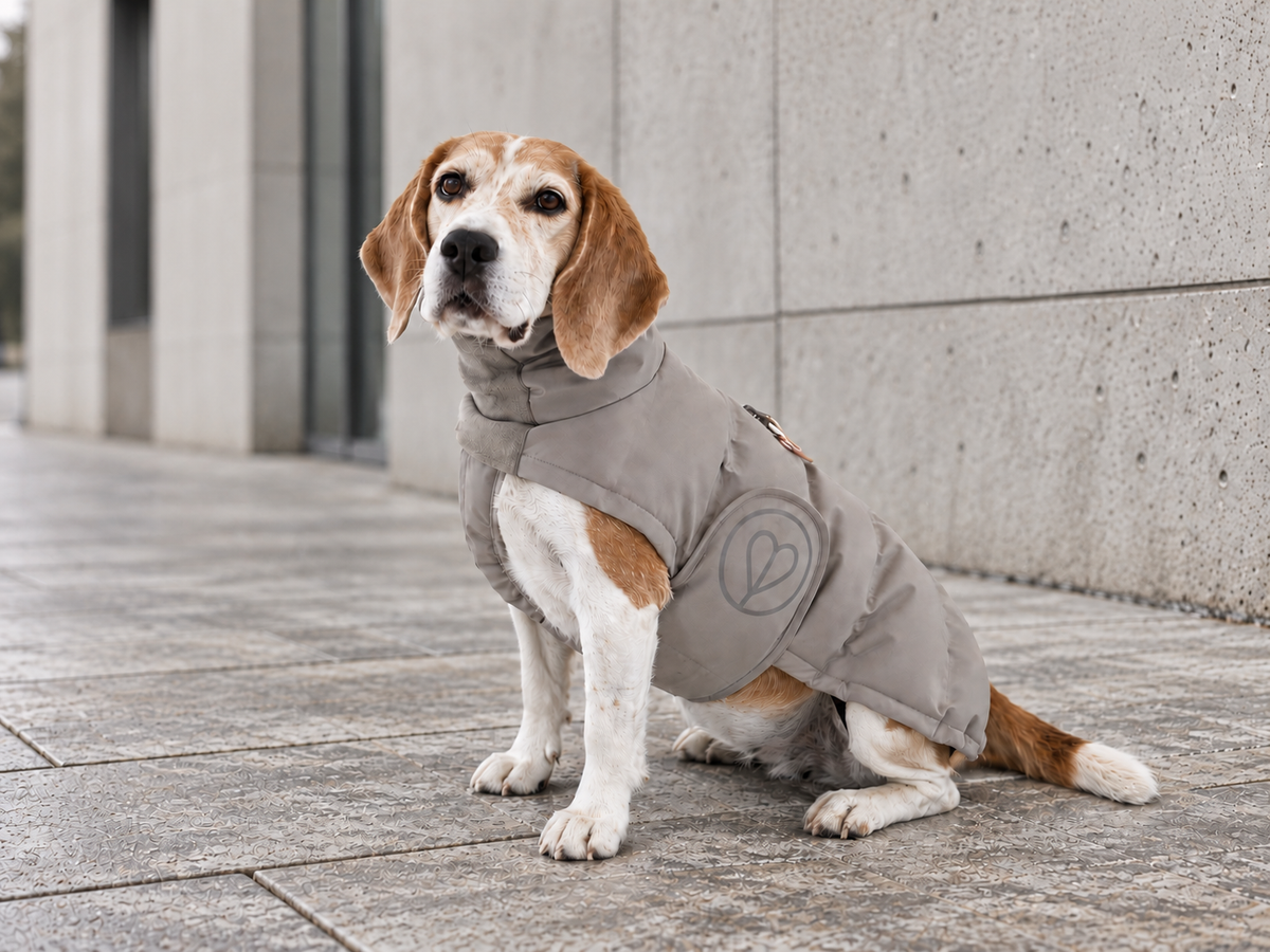 Beagle im taupefarbenen PALOPA Nolia Wintermantel