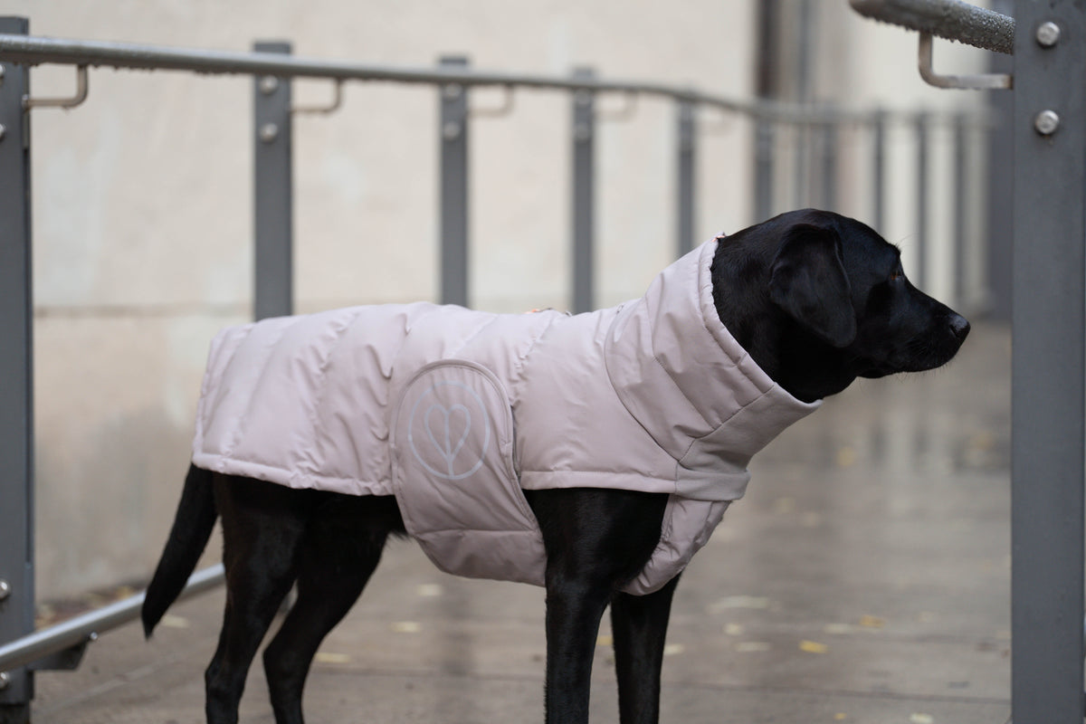 Schwarzer Labrador in Seitenansicht mit hellem PALOPA-Wintermantel auf einem Holzsteg