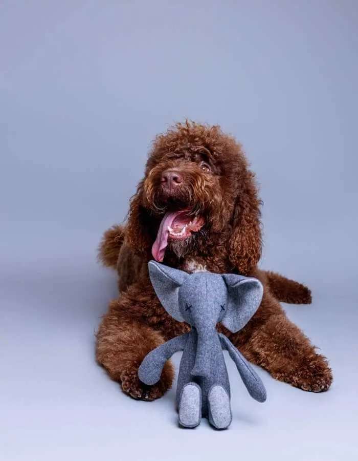 Hundespielzeug Stefan der Elefant