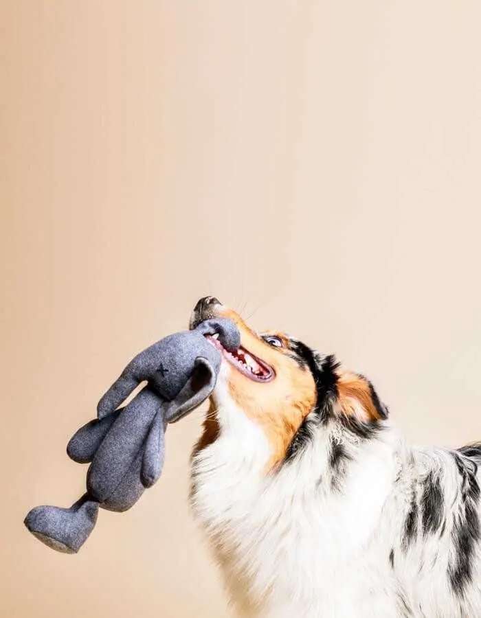 Hundespielzeug Stefan der Elefant