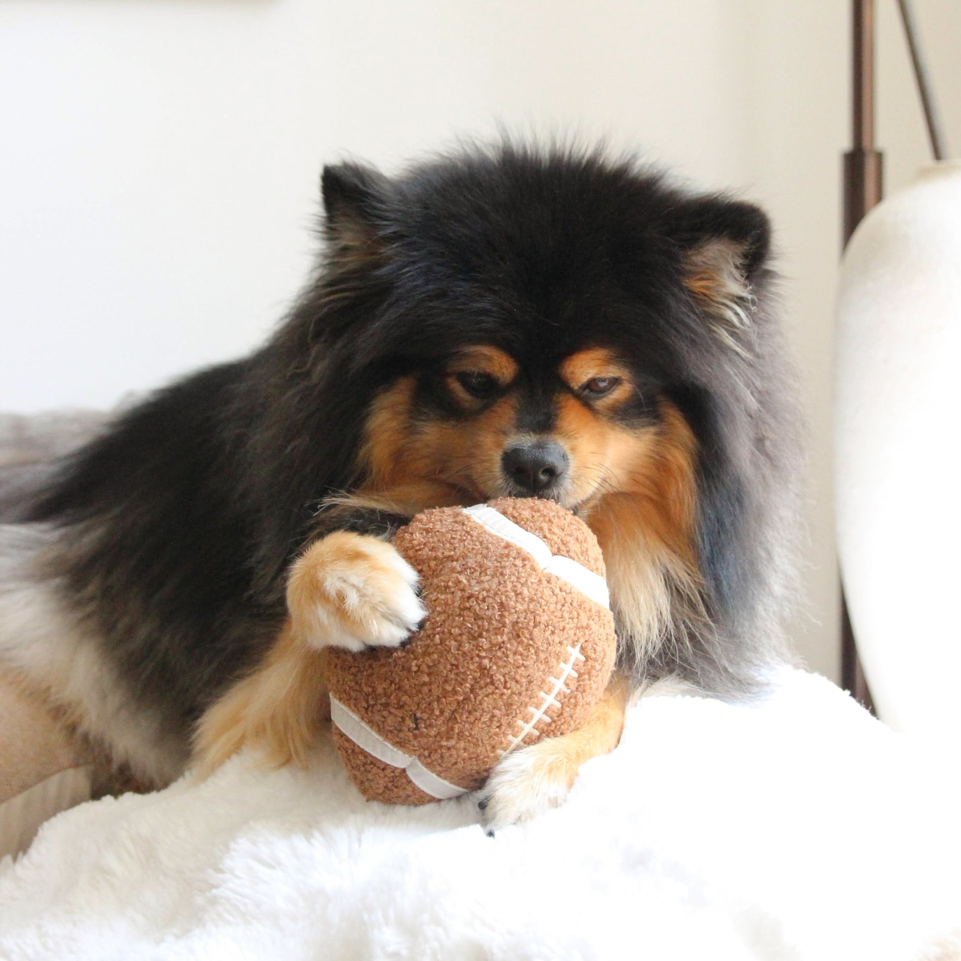 LAMBWOLF Schnüffelspielzeug Football – Spielszene mit Hund