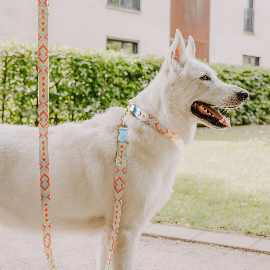 Hundehalsband Gepolstert Coral/Blau