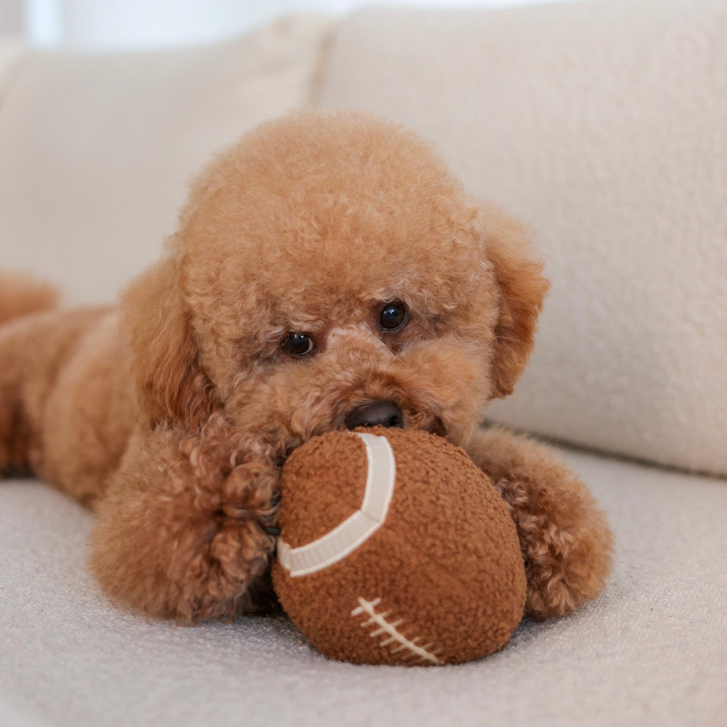 LAMBWOLF Schnüffelspielzeug Football – Pudel beim Spielen